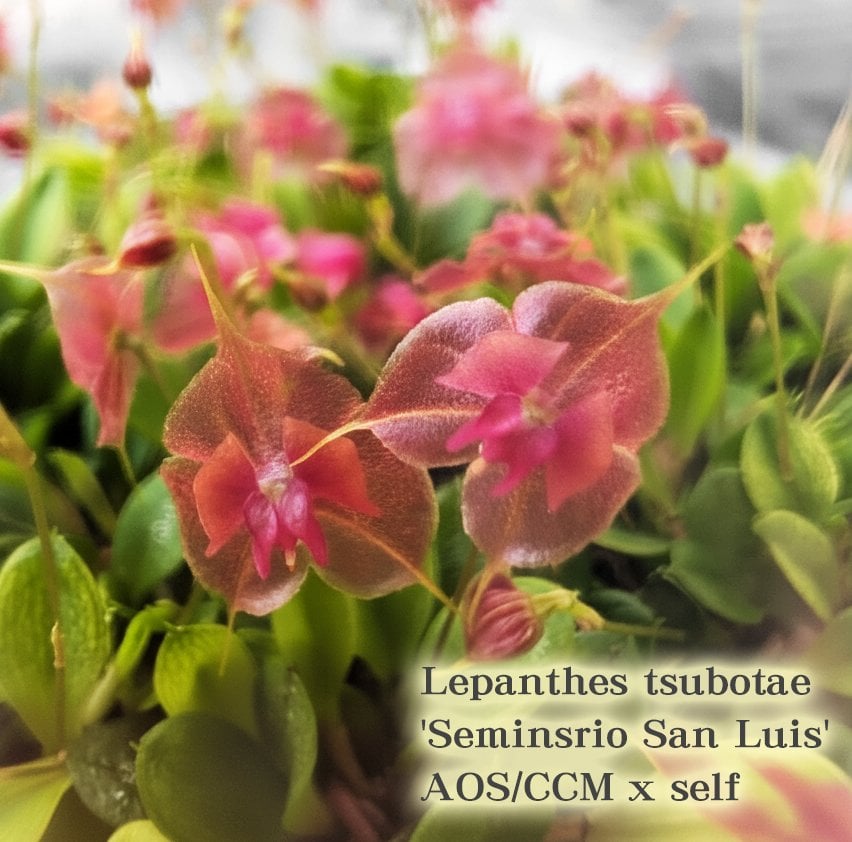 Lepanthes tsubotae'Seminsrio San Luis'01.jpg