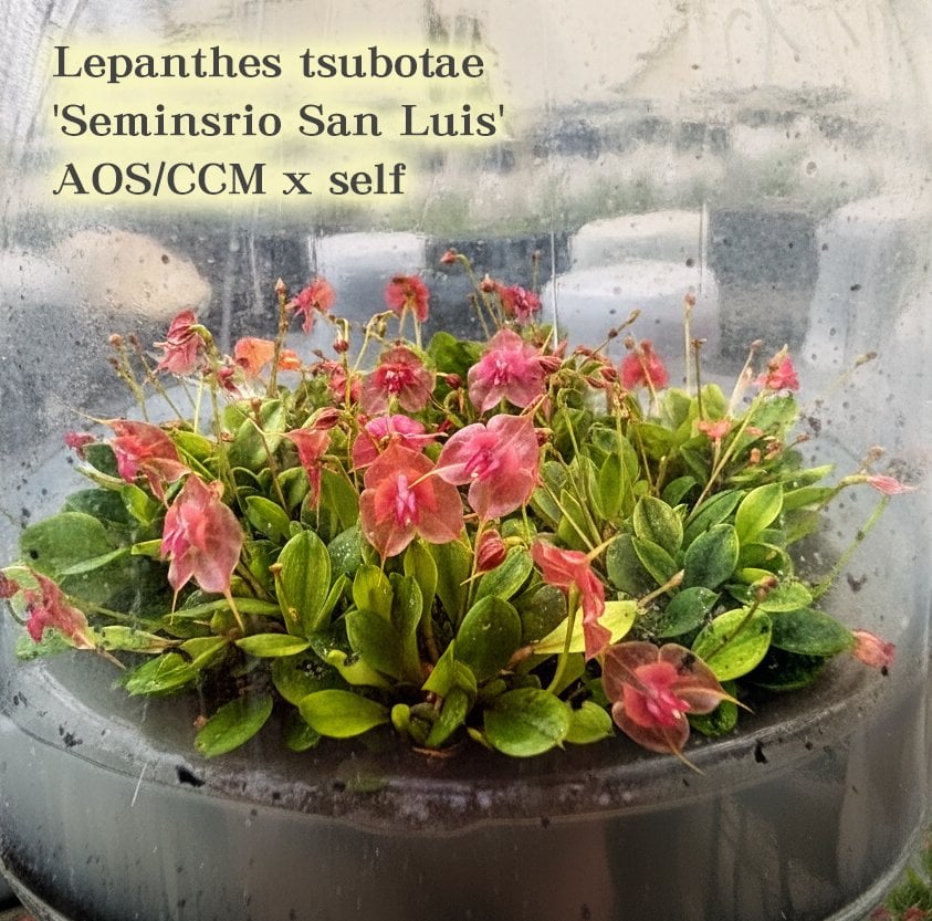 Lepanthes tsubotae'Seminsrio San Luis'02.jpg