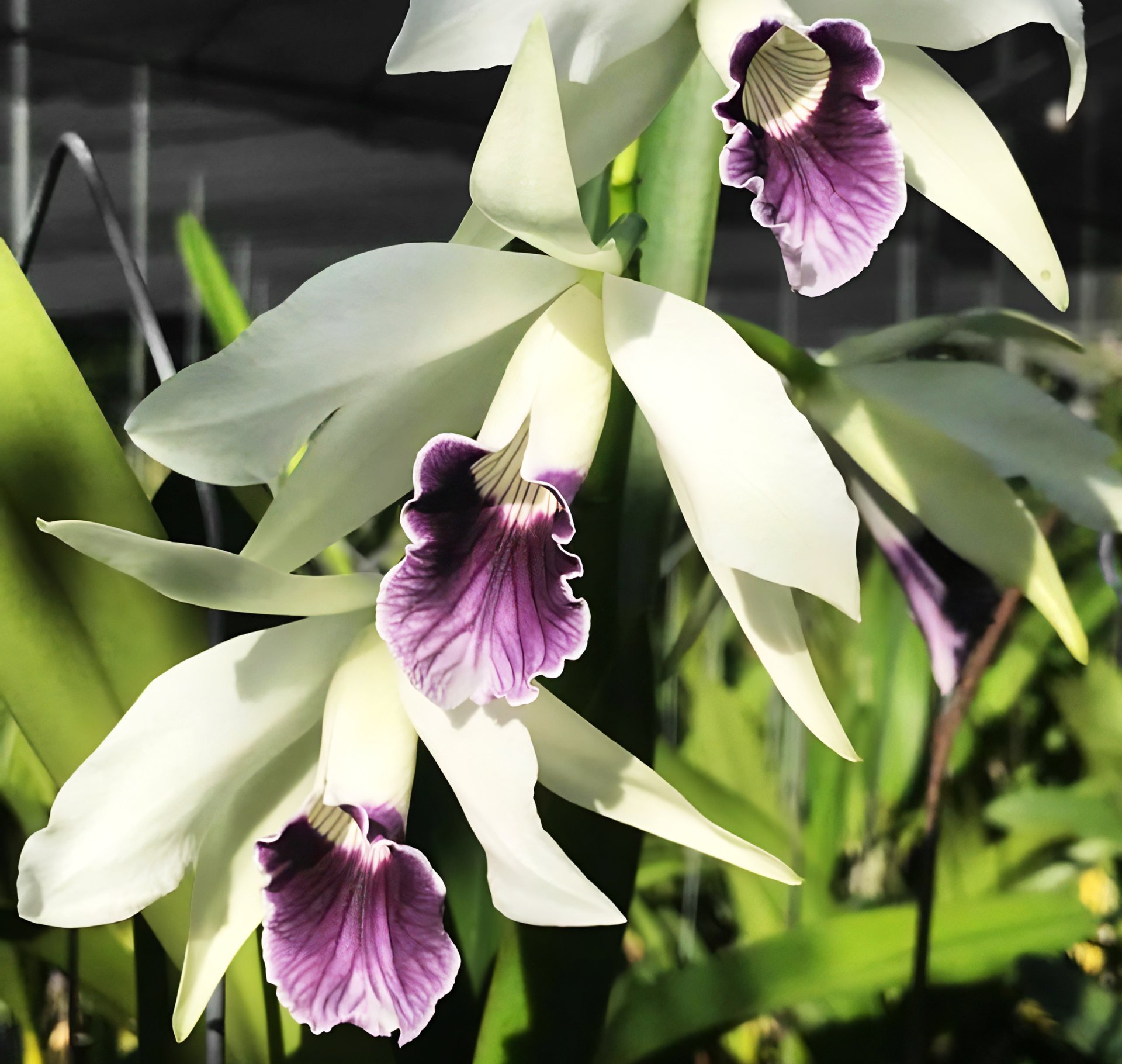 Cattleya (Laelia) purpurata var werkhauseri x self