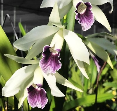 Cattleya (Laelia) purpurata var werkhauseri x self