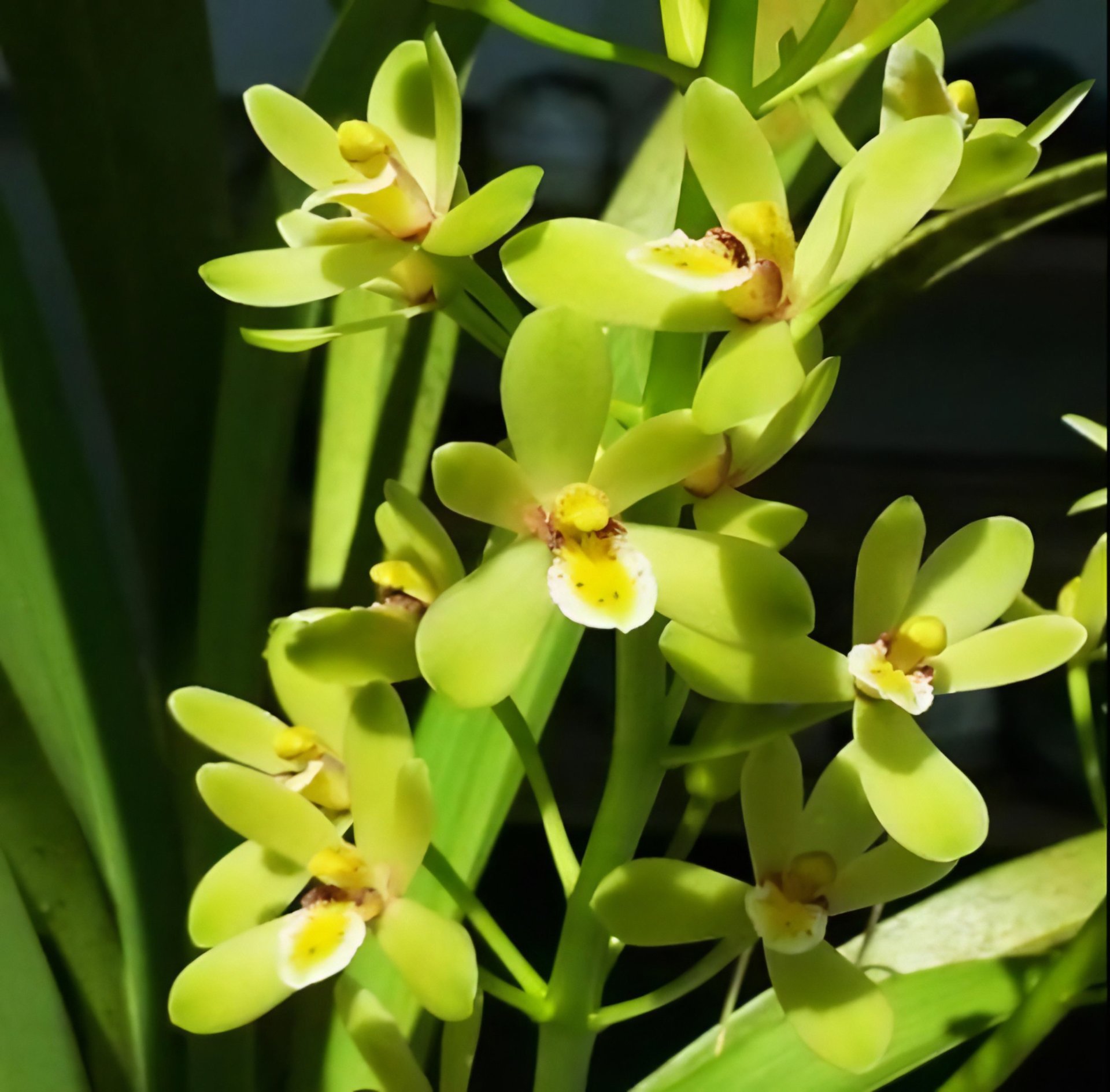 Cym.chloranthum x sib