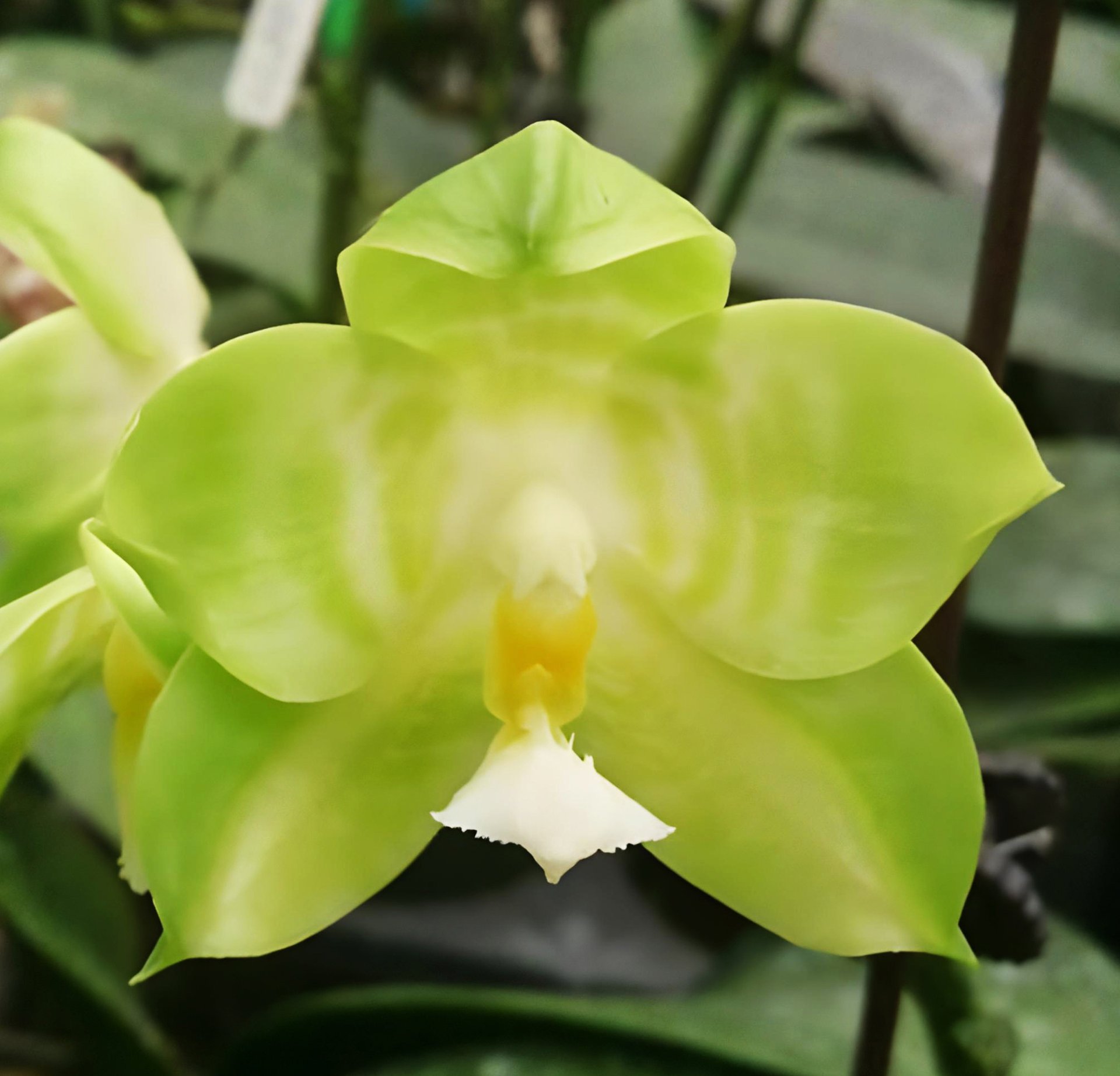 Phal.LL Blue Jaguar x Phal.Yang Yang Green Camry 2