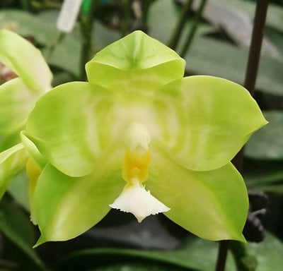 Phal.LL Blue Jaguar x Phal.Yang Yang Green Camry