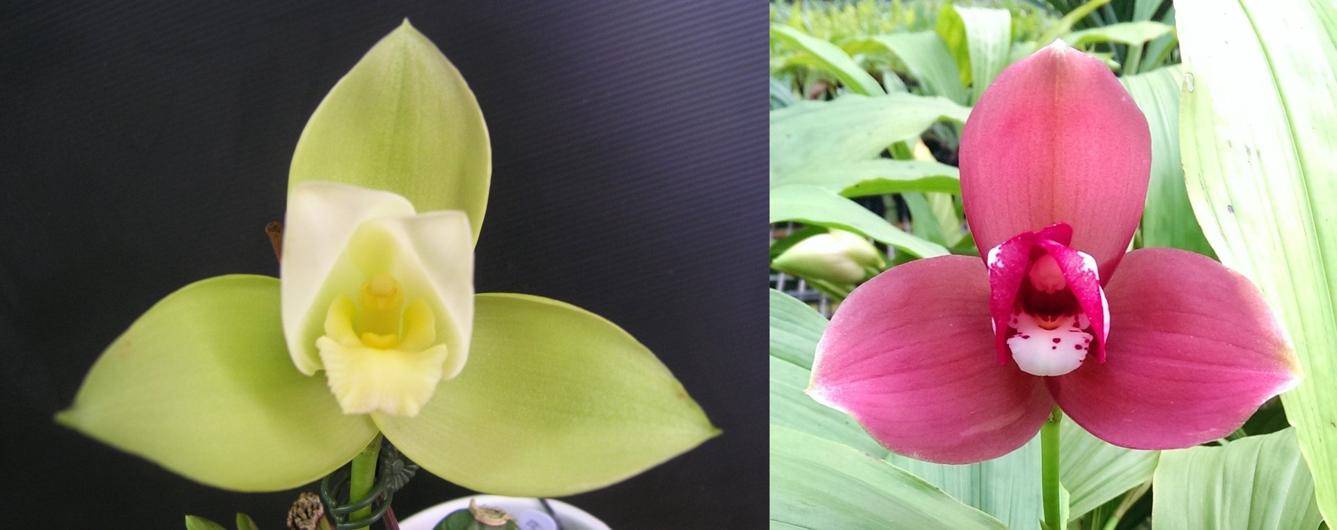 (Lyc.Gayser Gold x Shonan Harmony) x Lyc.Kiama'No 10' 3