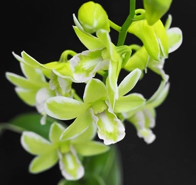 Den. Burana Jade (variegata)