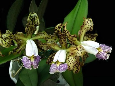 Cattleya schilleriana var. coerulea x self