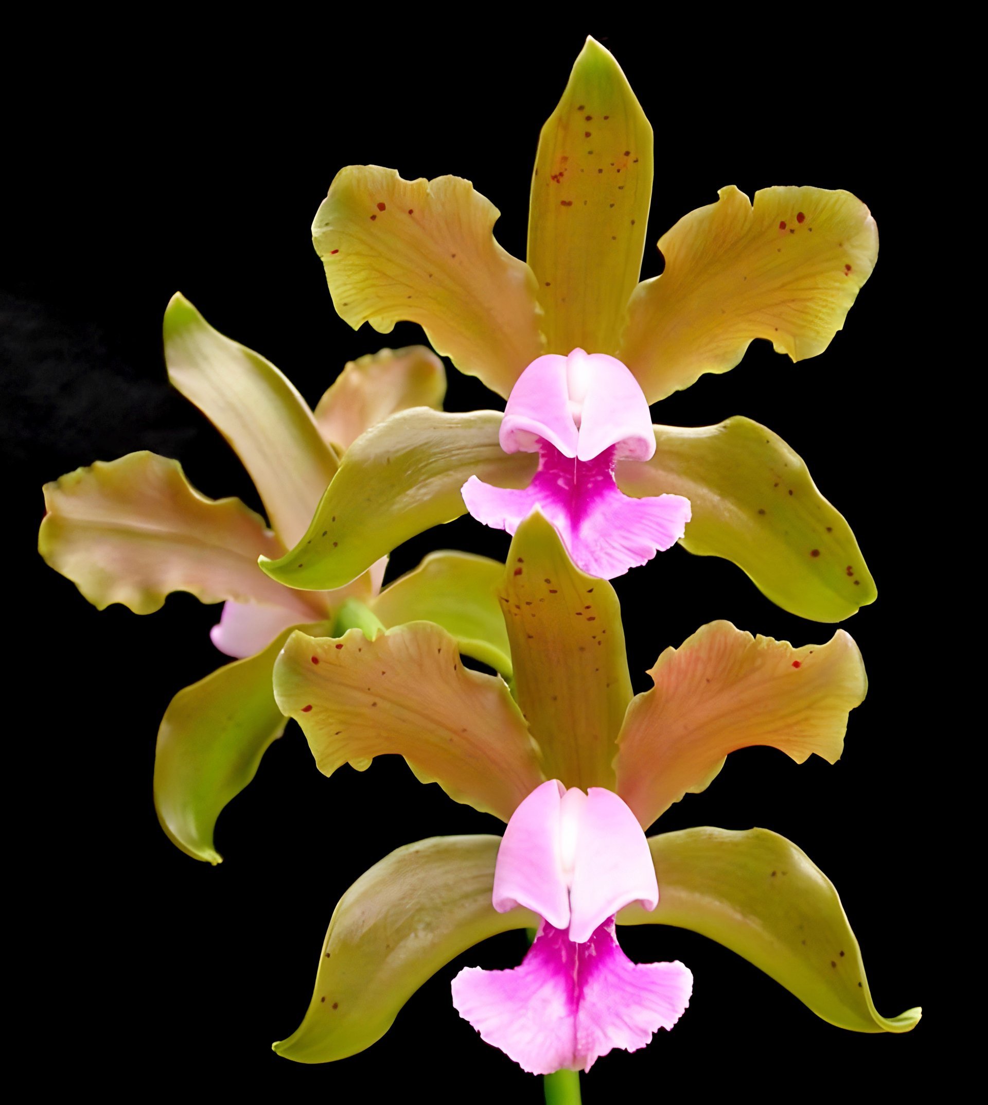 Cattleya tenuis x self