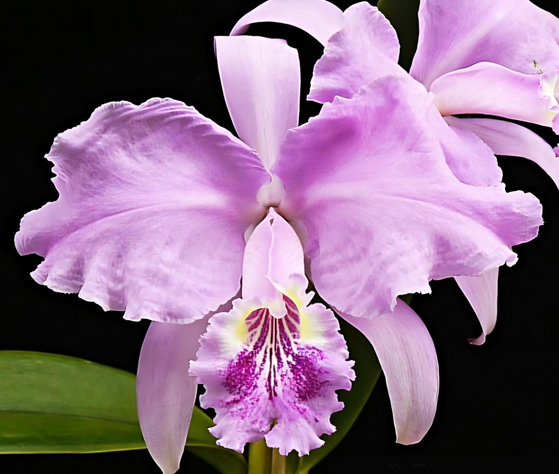 C. lueddemanniana var. concolor X sib