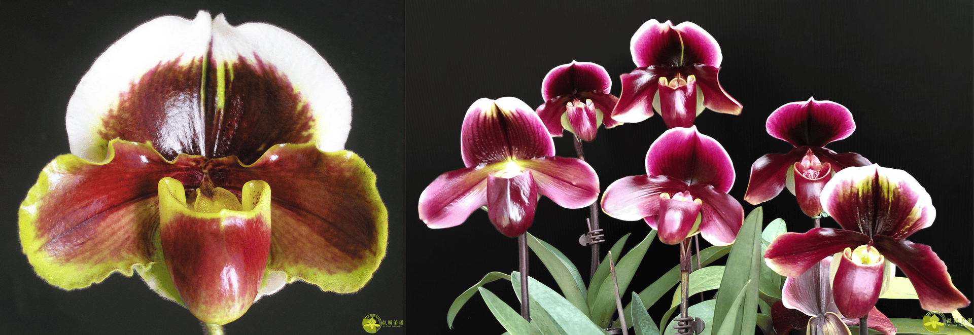 Paph.Yi-Ying Fire Fox x Paph.Yi-Ying Bouncing Flames 3