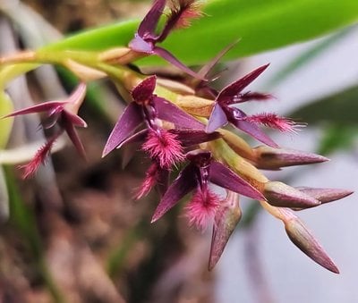 Bulbophyllum tremulum