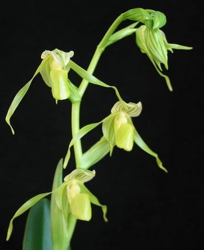 Paph.kolopakingii fma.albums x Paph.philippinense fma.album