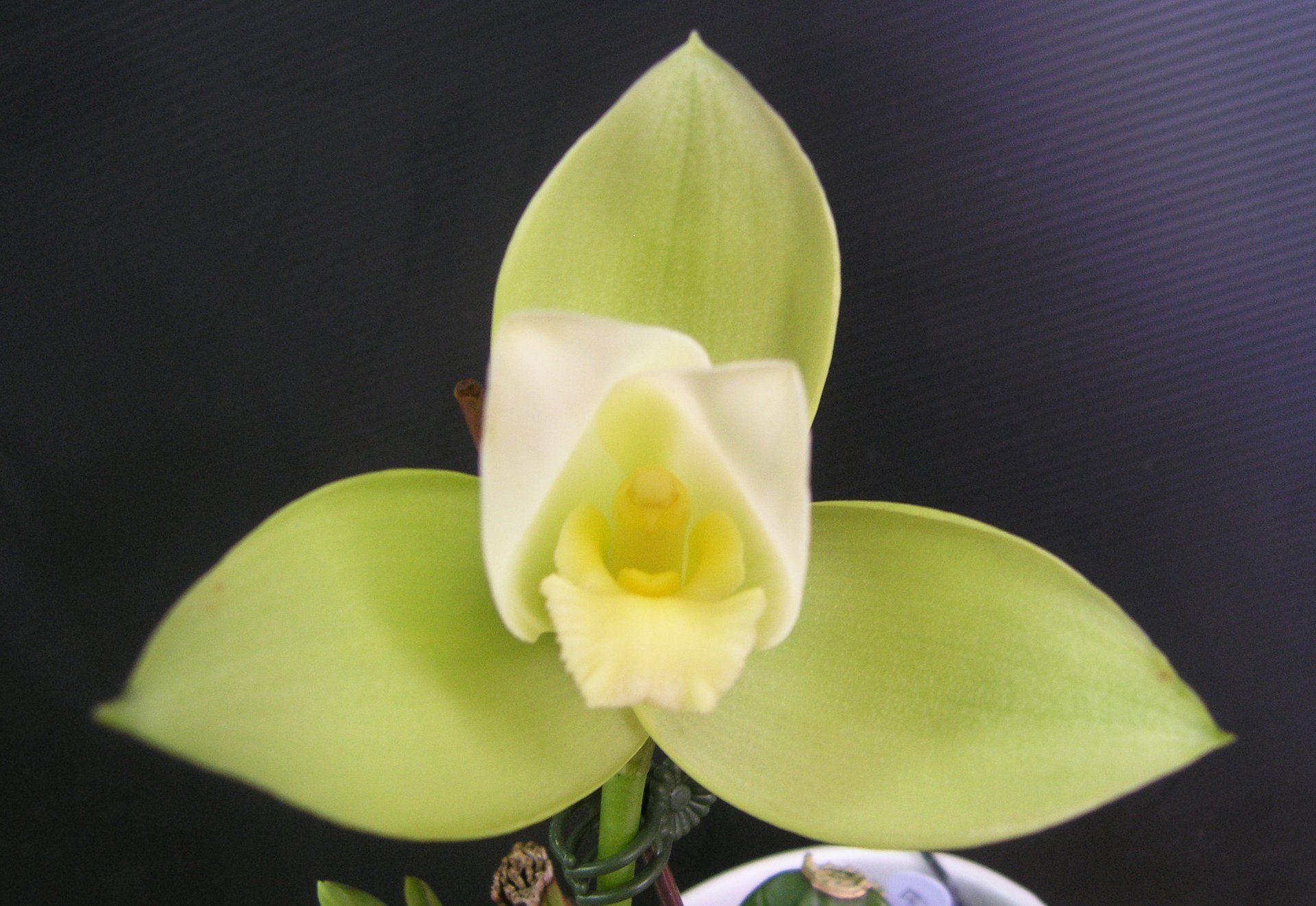 (Lyc.Gayser Gold x Shonan Harmony) x Lyc.Kiama'No 10'