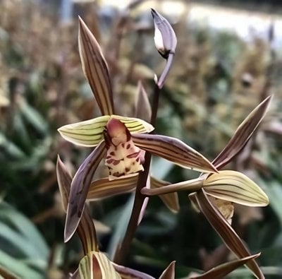Cymbidium sinense”Bau Shan”