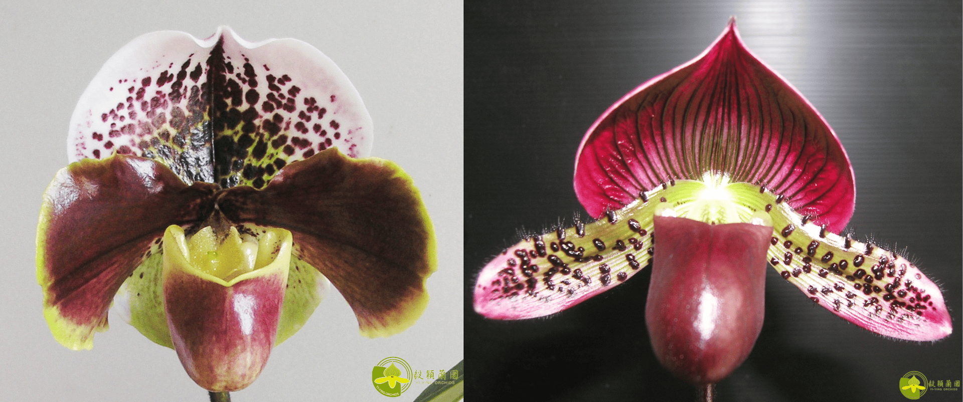 Paph.Enzan Kitty X Paph.Yi-Ying Morning Sun 3