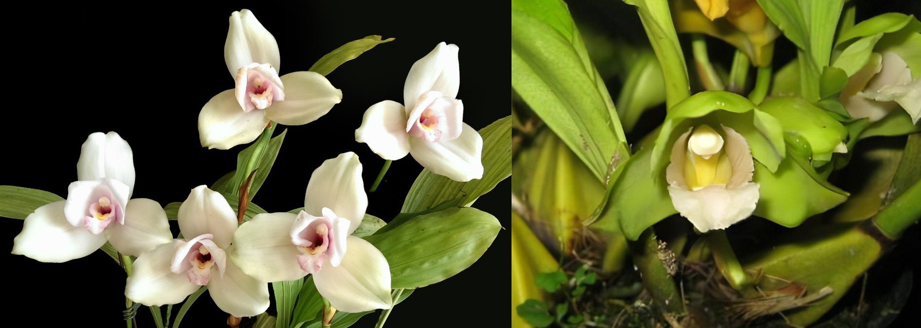Lyc.Kiama x Bifrenaria fuerstenbergiana var. alb 3