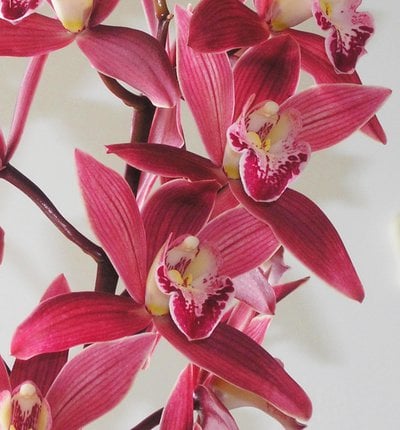 Cym. sinense'Yang Lao' x Cym.Yi-Ying Red Gem