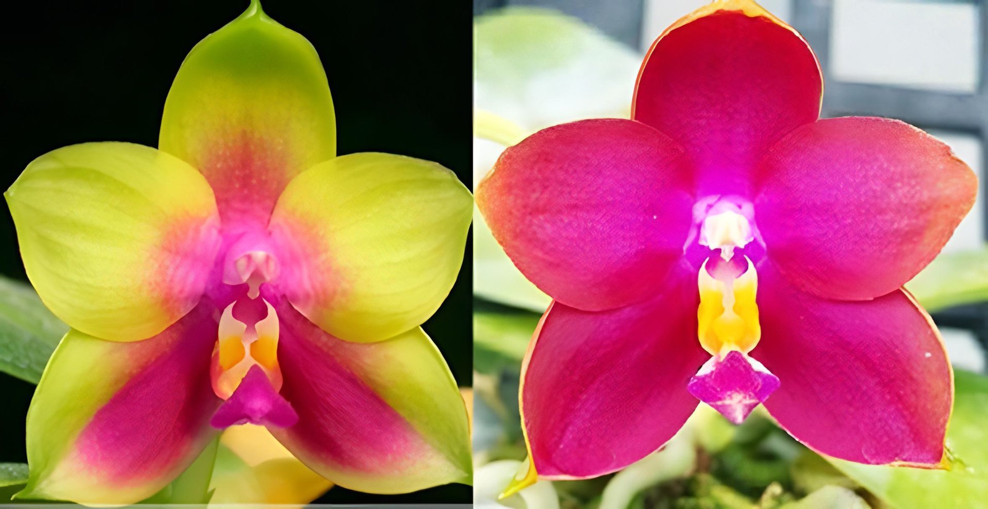 Phal. LD's Bear Queen 'Peter' x Phal. Zheng Min Neon 'Best'