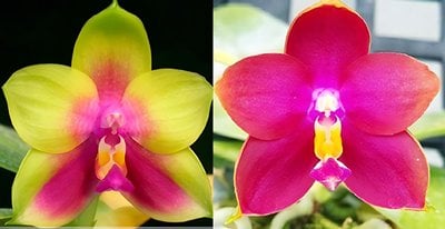 Phal. LD's Bear Queen 'Peter' x Phal. Zheng Min Neon 'Best'
