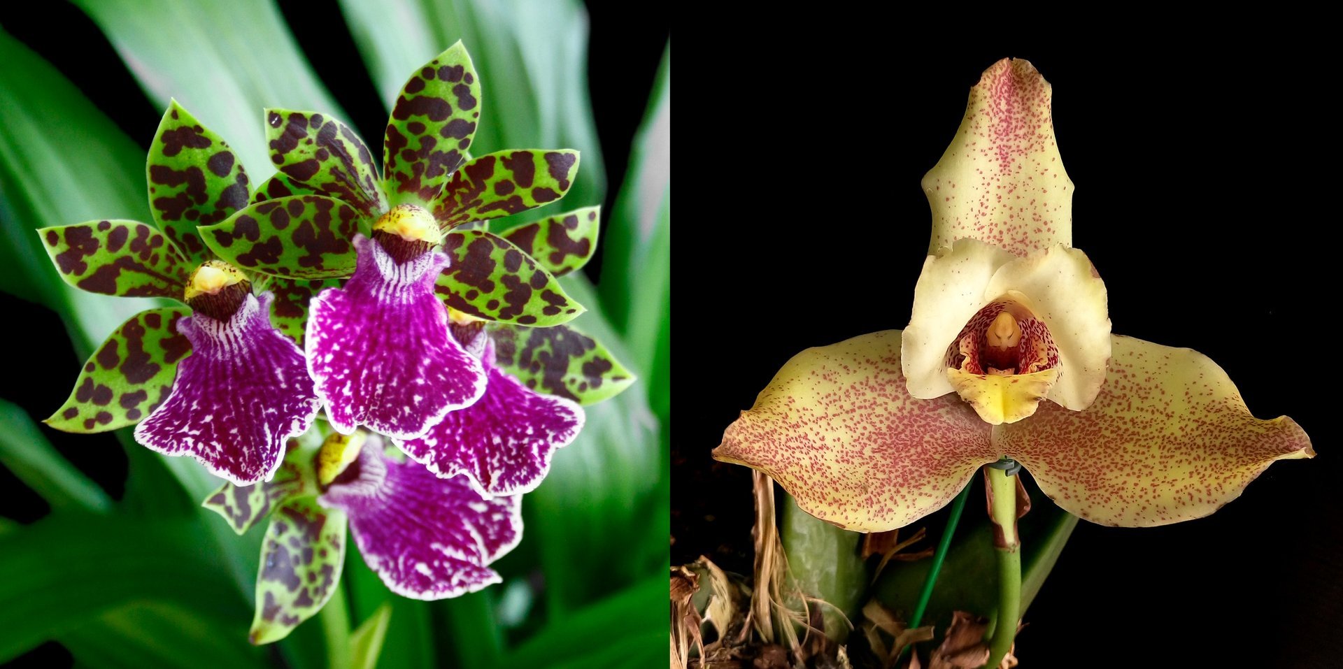 Zygopetalum intermedium X Lycaste deppei 3