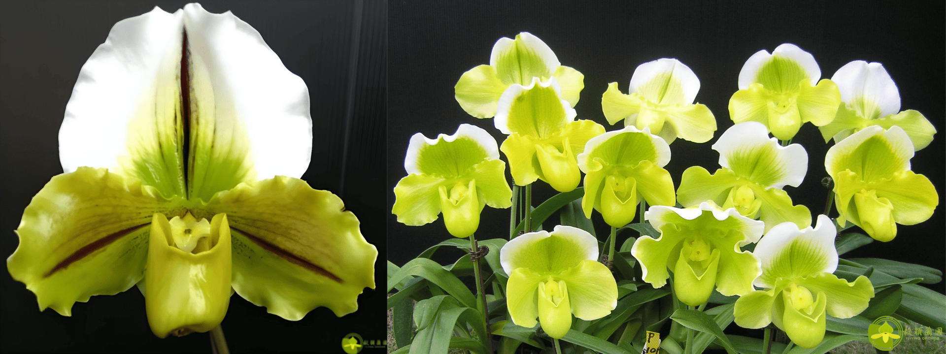 Yi-Ying Jumping Frog x Paph.Yi-Ying Golden Slipper 3