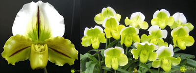 Yi-Ying Jumping Frog x Paph.Yi-Ying Golden Slipper
