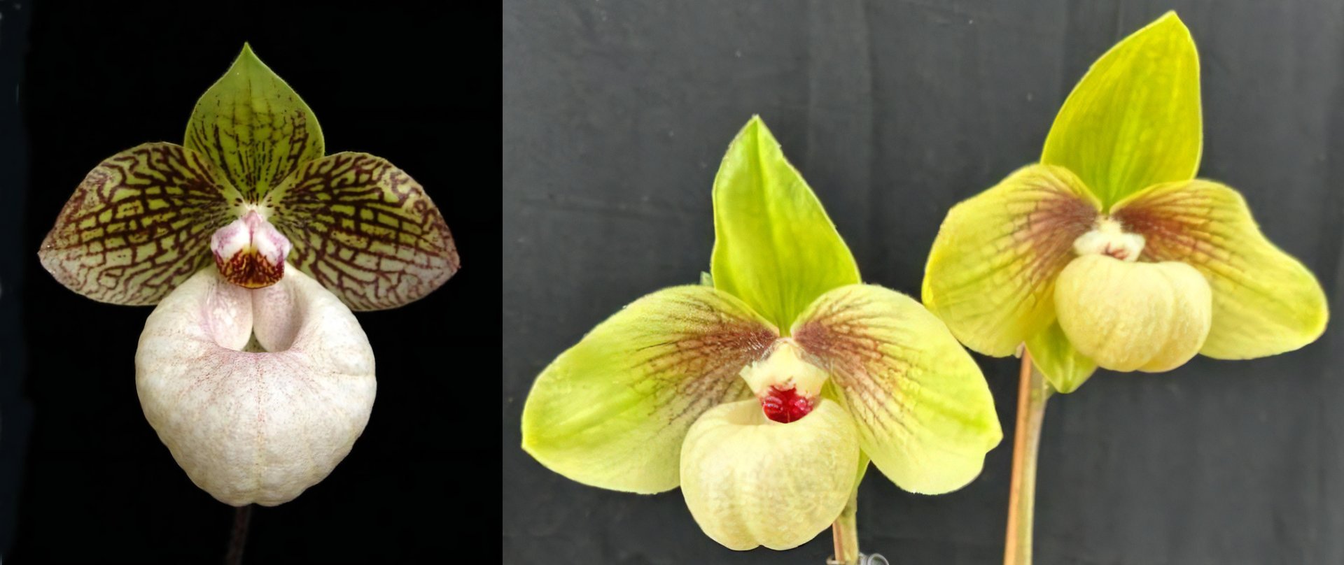 Paph. Fanaticum  x Paph. Shun Fa Golden 3