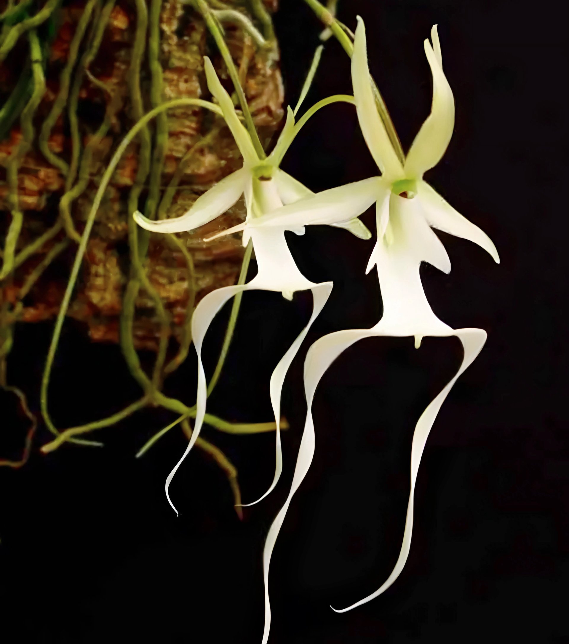 Polyrrhiza lindenii