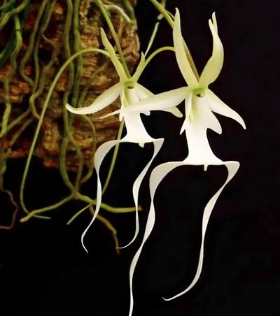 Polyrrhiza lindenii