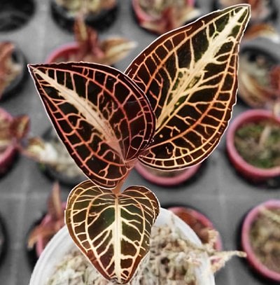 Anoectochilus roxburghii ‘Golden Heart’
