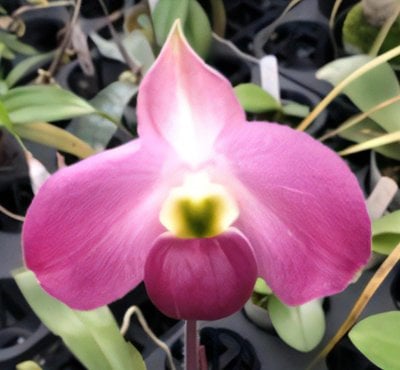 Paph. delenatii 'Favorlang Pinky' x vietnamese 'Favorlang Cherry'