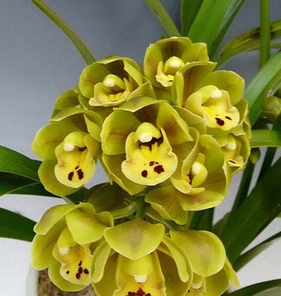 Cym.Eastern Wind 'Emerald'