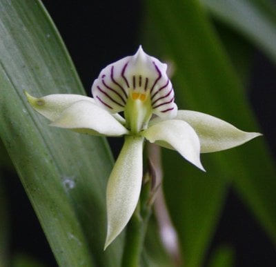 Encyclia fragrans