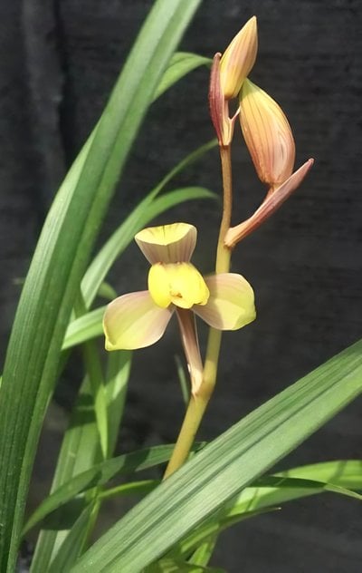 Cymbidium goeringii " Hong Song Mei"