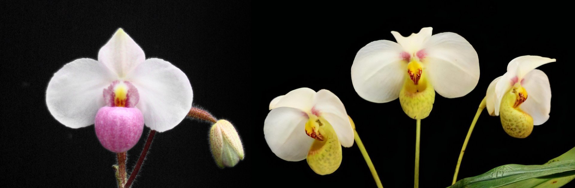 Paph. delenatii x Paph.emersonii 3