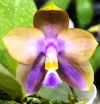 Phal.LL Blue Family X Phal.speciosa