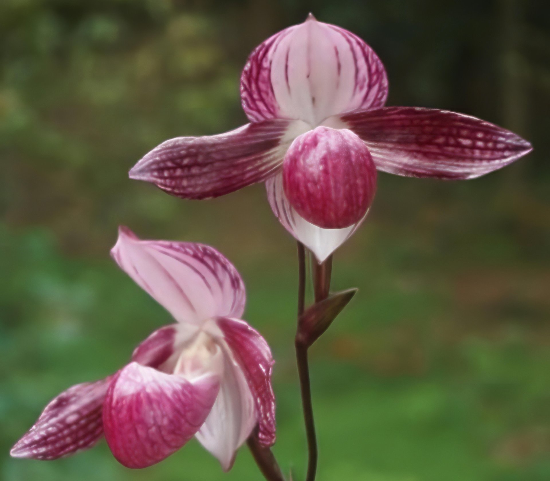 Paph. niveum X Paph.stonei