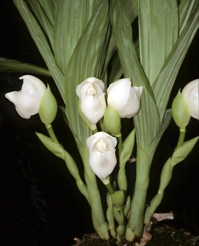 Anguloa eburnea