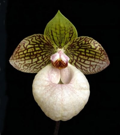 Paph. Fanaticum  x Paph. Shun Fa Golden