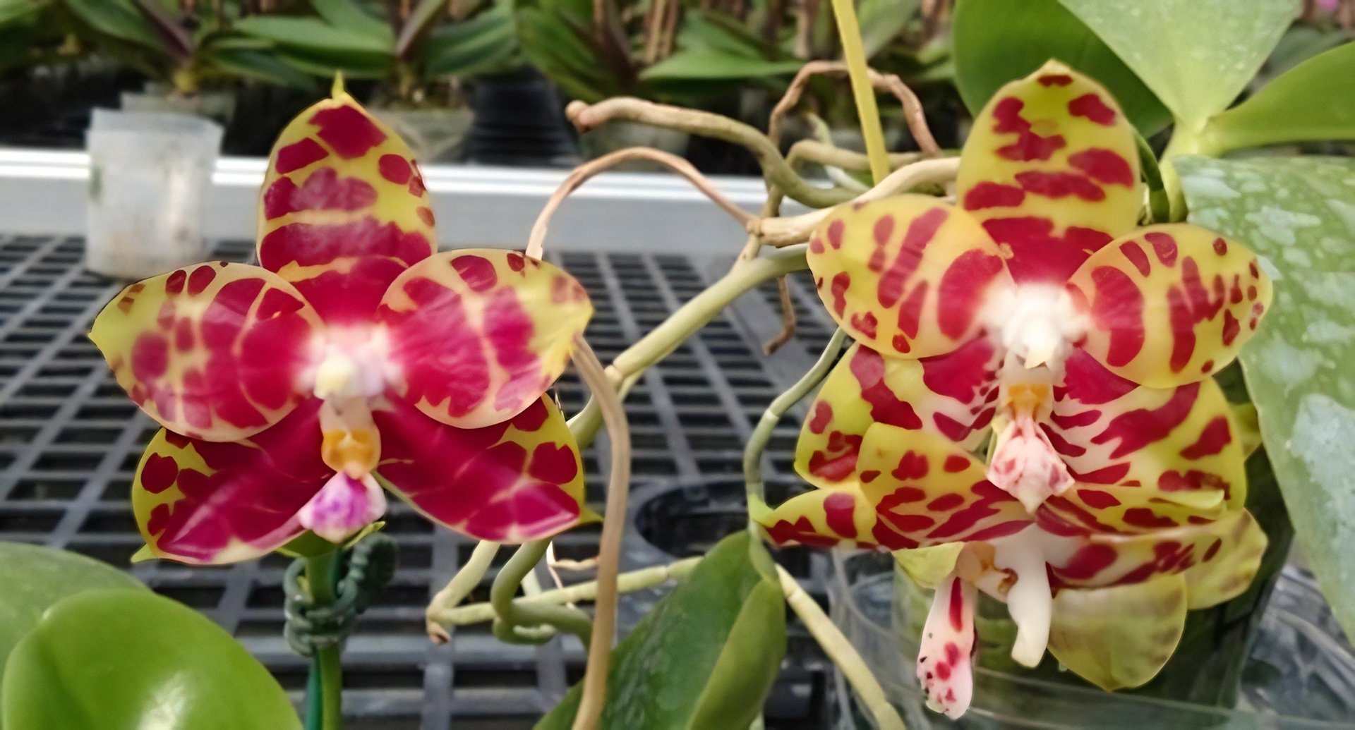 Phal. Zheng Min Hazel x Phal. Zheng Min Yew