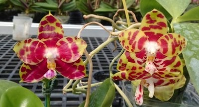 Phal. Zheng Min Hazel  x Phal. Zheng Min Yew