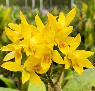 Cattleya  Cosmos x Guarianthe aurantiaca “Yellow”