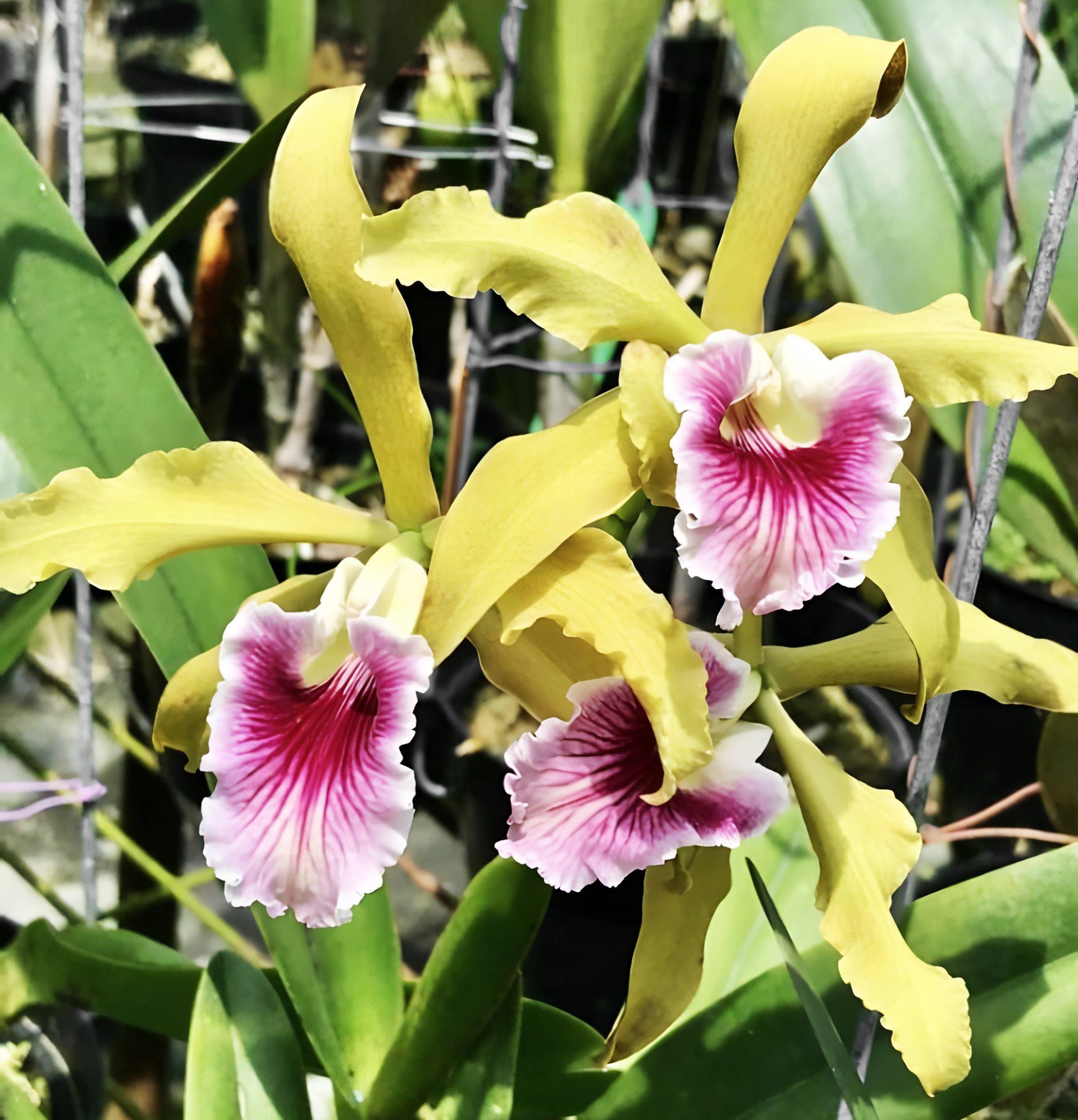 Cattleya (Laelia) grandis x sib