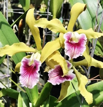 Cattleya (Laelia) grandis x sib