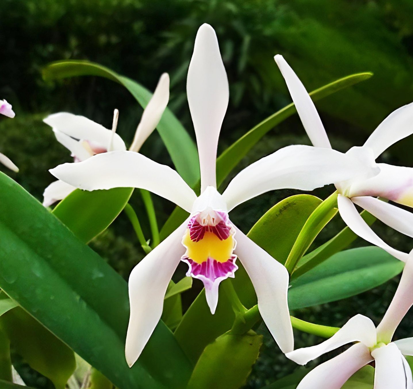 Cattleya iricolor x sib
