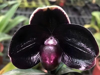 Paph.leacochilumｘsib
