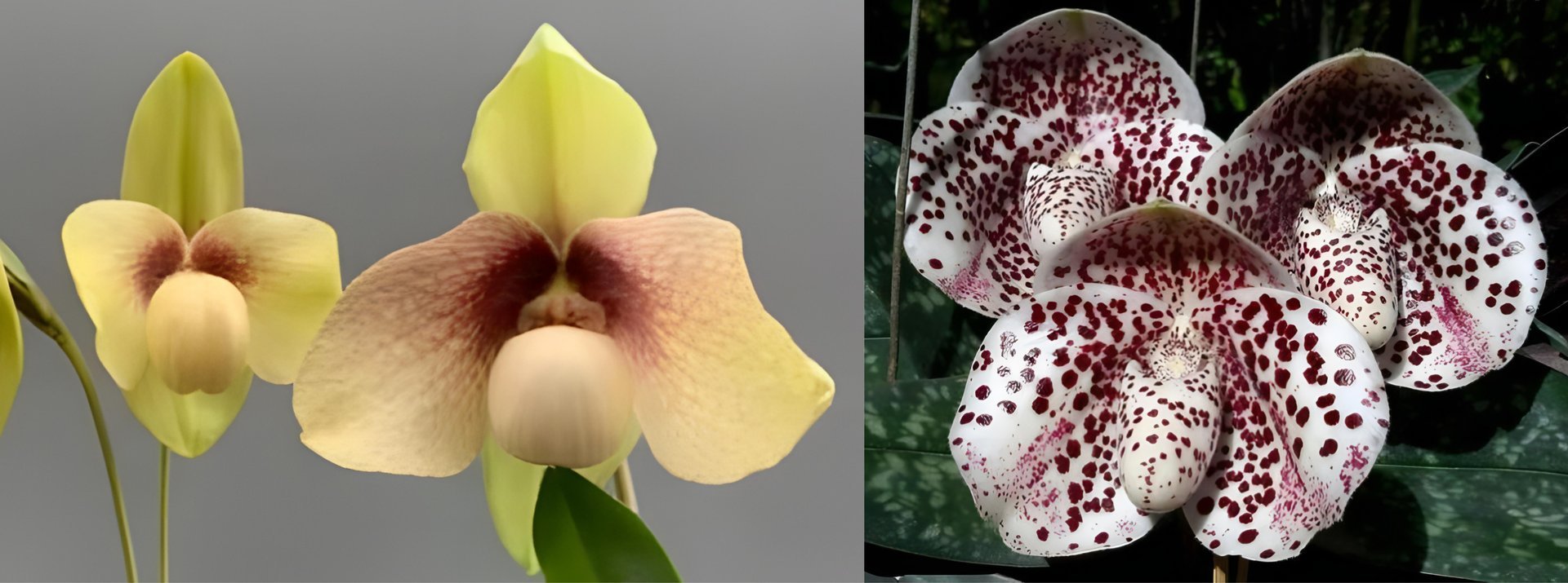 Paph.hangianum x Paph .bellatulum 3