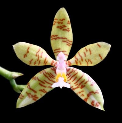 Phal. fasciata"Davo"