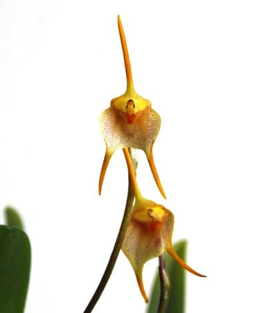 Masdevallia floribunda