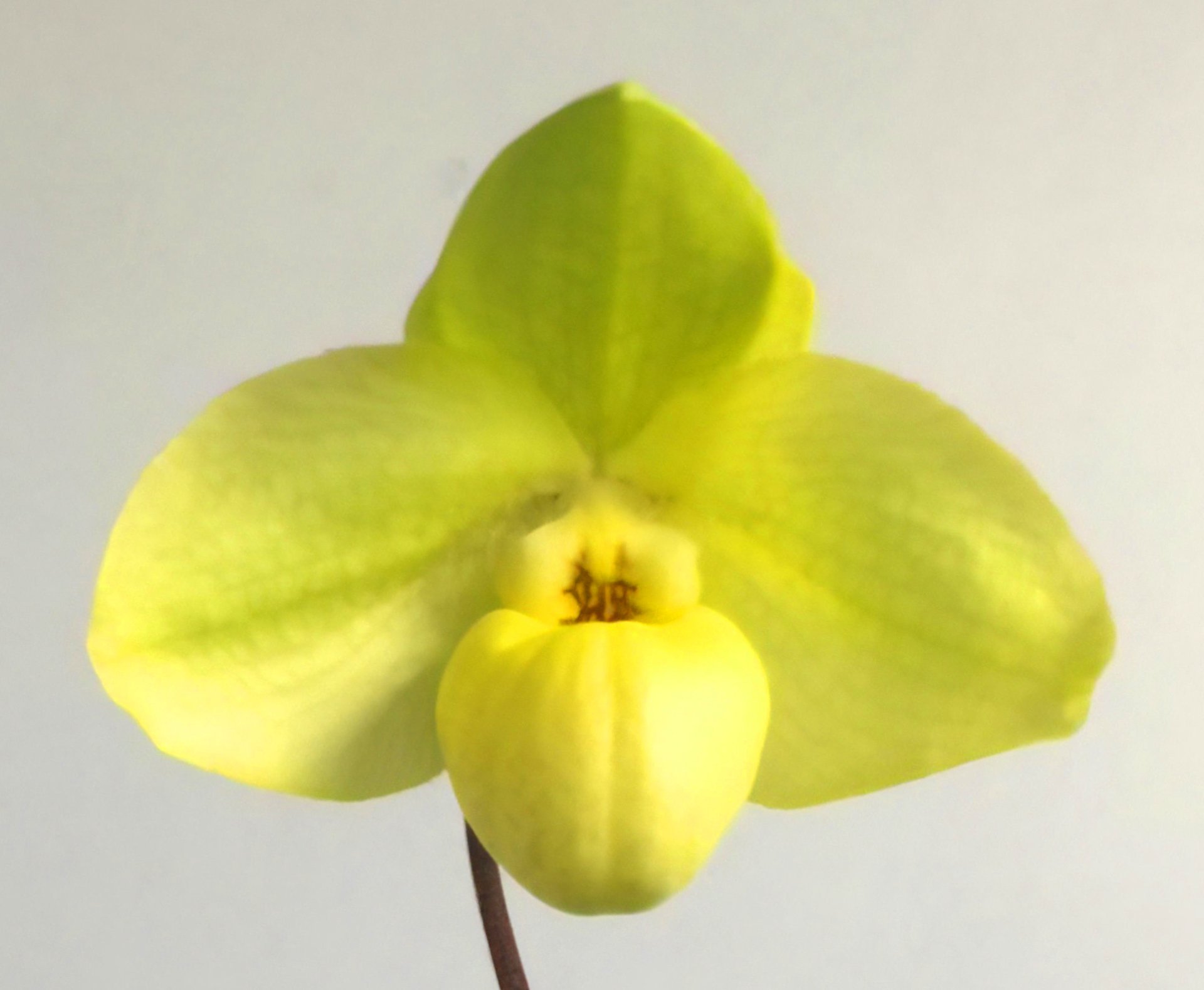 Paph.Wossner China Moon x Paph.hangianum