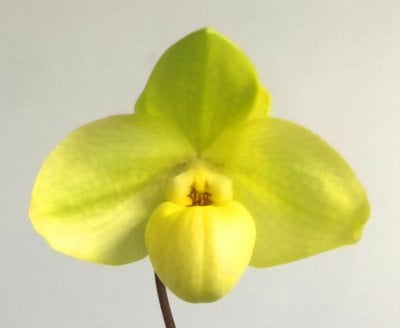 Paph.Wossner China Moon x Paph.hangianum